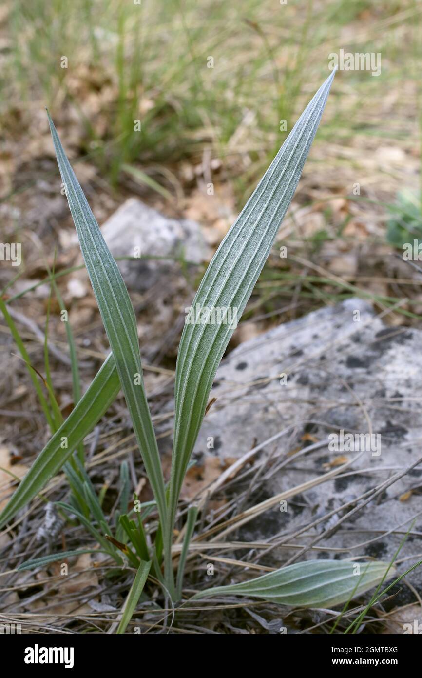 Plantago argentea, Plantaginaceae. Plante sauvage au printemps. Banque D'Images