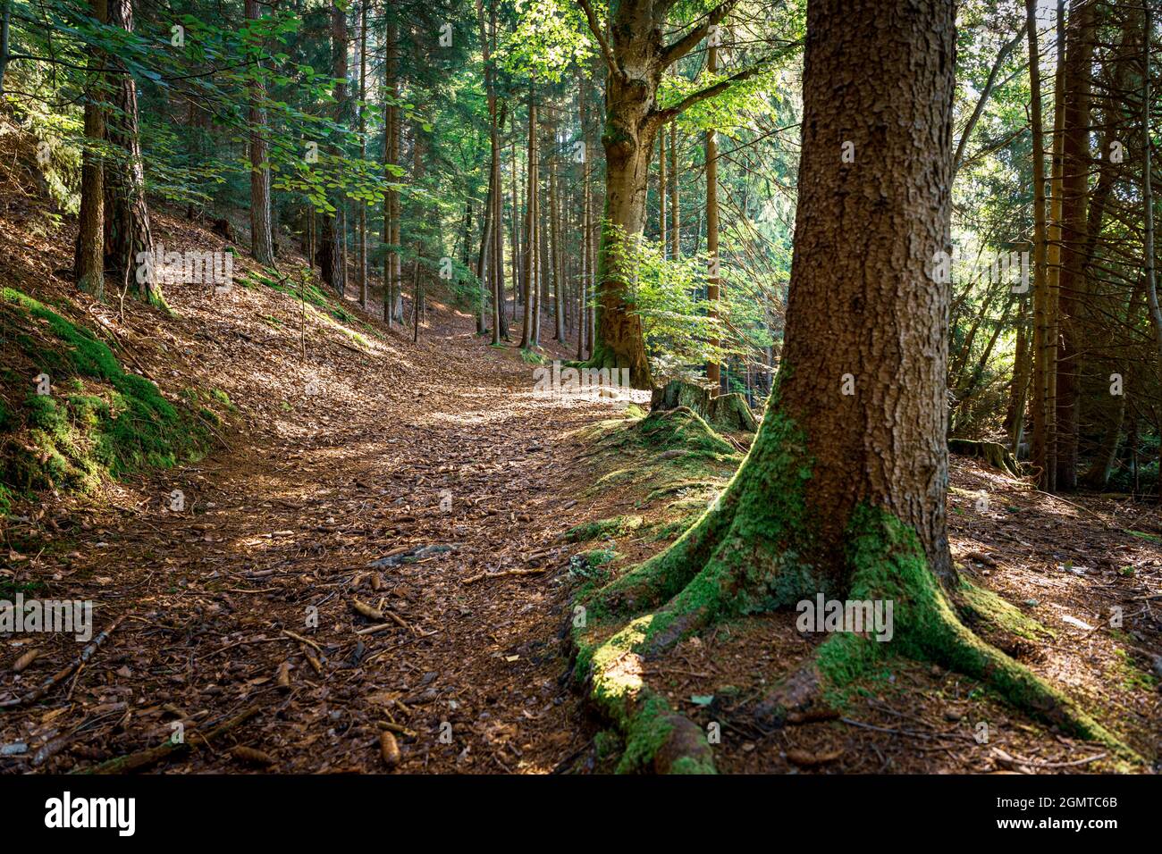 Racines d'arbre de mousse dans la forêt bavaroise Banque D'Images