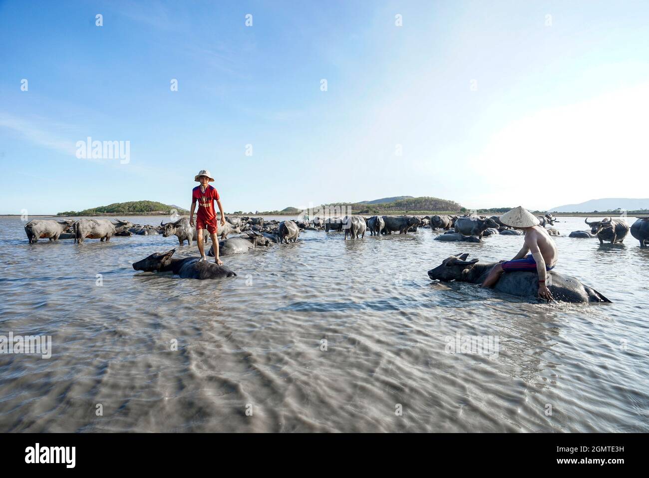 Troupeau de buffles sur le terrain dans la province de Binh Thuan Vietnam Banque D'Images