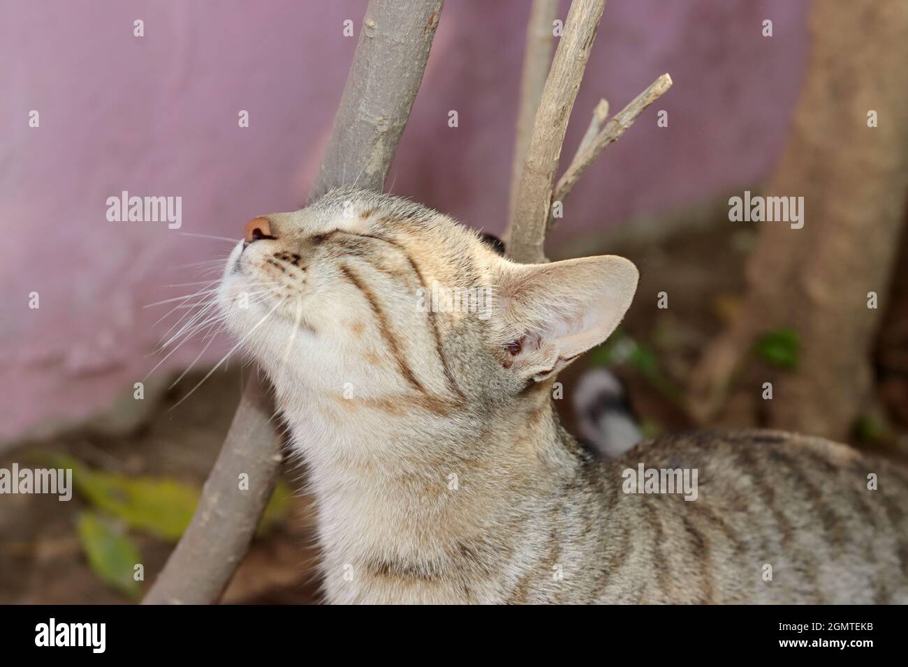 Gros plan d'Un chat de tabby d'animal de compagnie frottant sa tête contre un arbre Banque D'Images