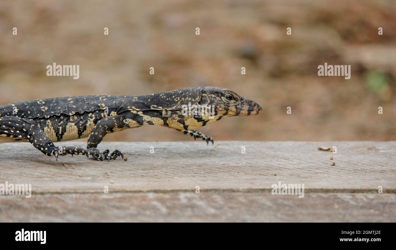 Bébé asiatique lézard d'eau sur une plate-forme en bois près de la rivière srilankan. Attention sélective Banque D'Images