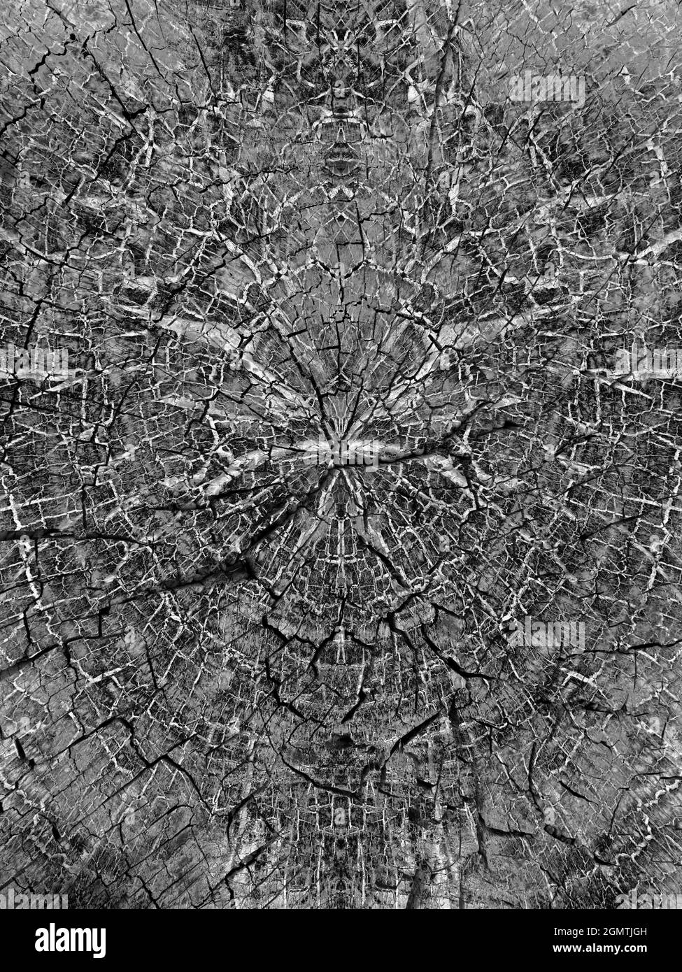 Lac Titicaca, Bolivie - 18 mai 2018 cette image a commencé comme une belle souche d'arbre sur Isla del sol, le lac Titicaca. Mais puis j'ai obtenu adv Banque D'Images