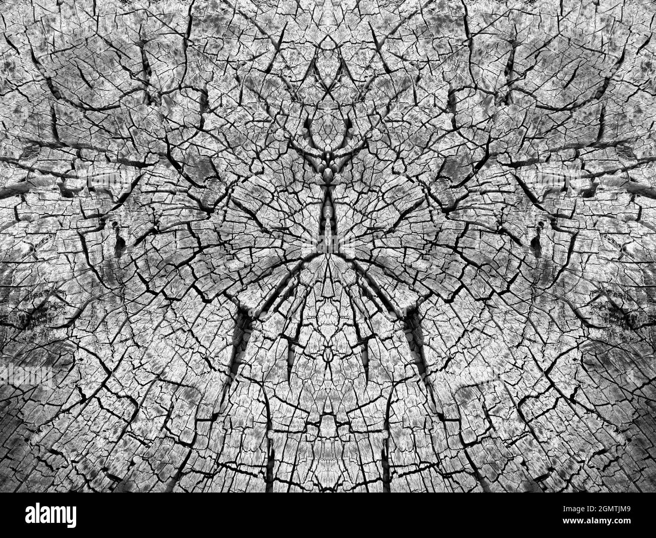 Lac Titicaca, Bolivie - 18 mai 2018 cette image a commencé comme une belle souche d'arbre sur Isla del sol, le lac Titicaca. Mais puis j'ai obtenu adv Banque D'Images