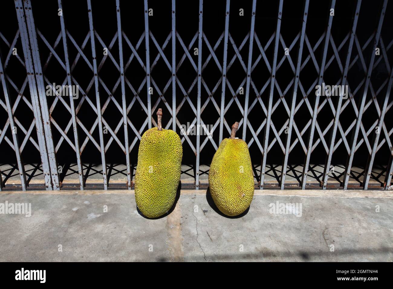 Deux jackfruits frais se trouvent devant la grille en acier du gril. Banque D'Images