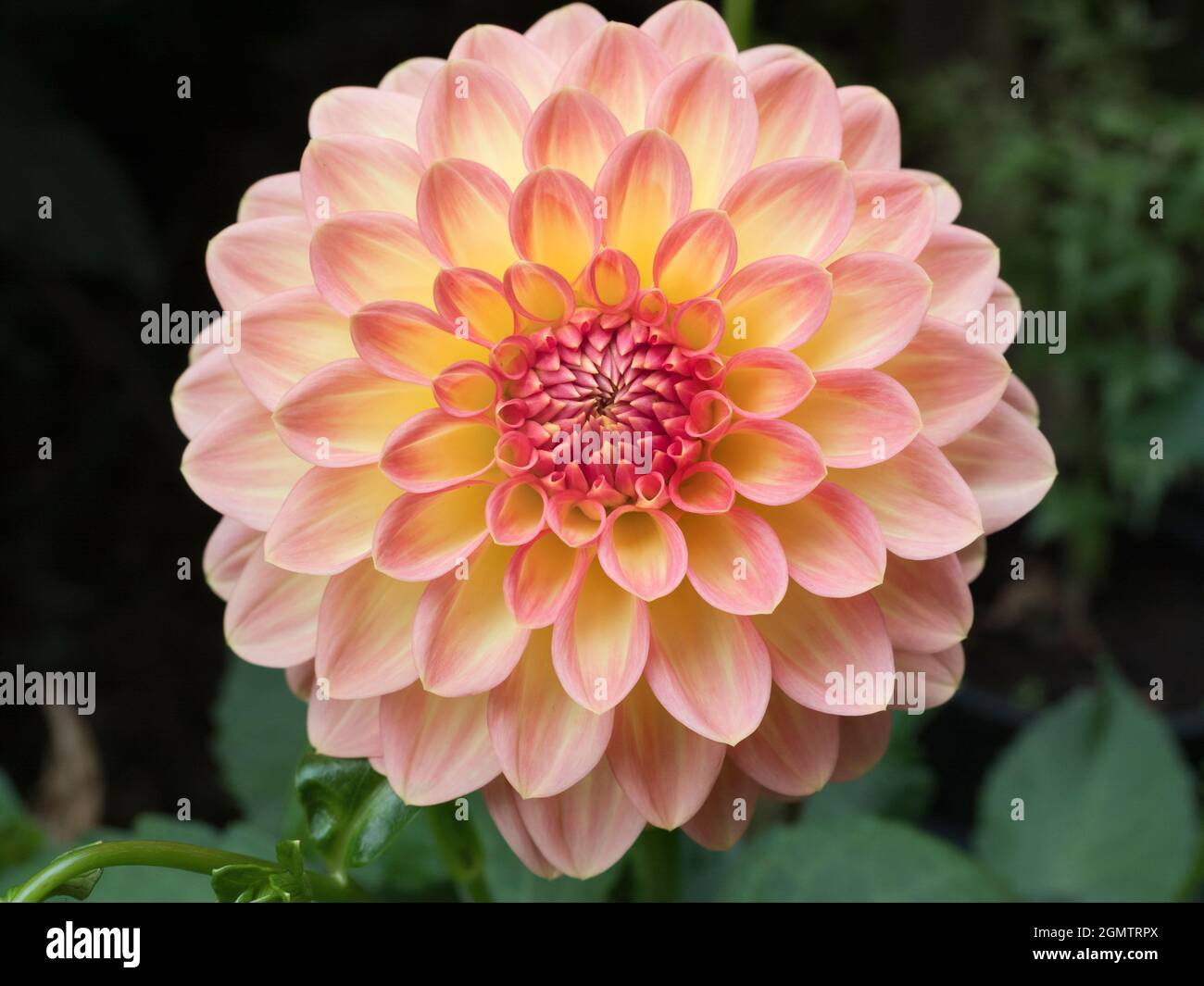 Radley, Oxfordshire, Angleterre - 17 juillet 2020 Dahlias a mis un beau spectacle dans notre jardin, dans le village de Radley Oxfordshire, de juillet à août tous les yea Banque D'Images