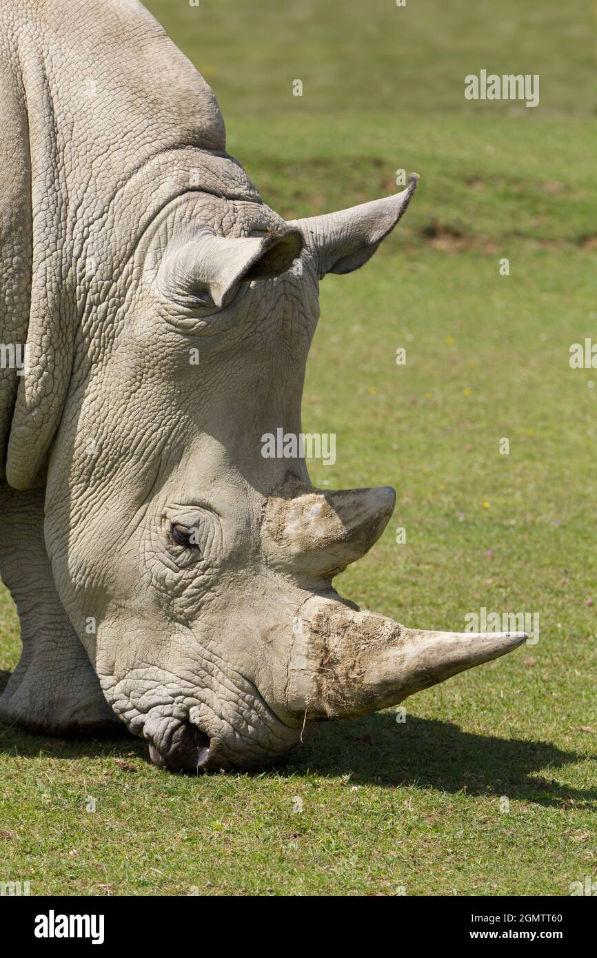 Burford, Oxfordshire, Royaume-Uni - juillet 2011; les rhinocéros blancs du sud (Ceratotherium simum) sont continuellement menacés par les braconniers dans leur Afrique du Sud natale Banque D'Images