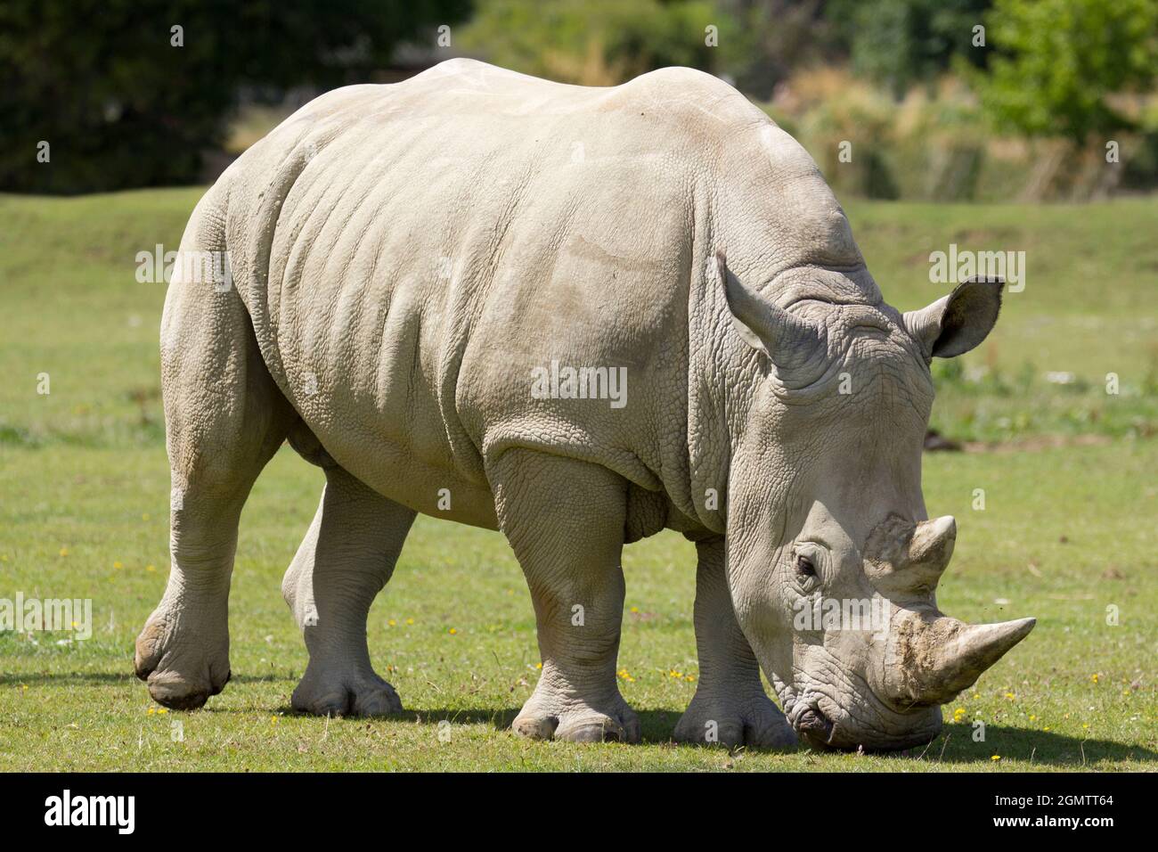 Burford, Oxfordshire, Royaume-Uni - juillet 2011; les rhinocéros blancs du sud (Ceratotherium simum) sont continuellement menacés par les braconniers dans leur Afrique du Sud natale Banque D'Images