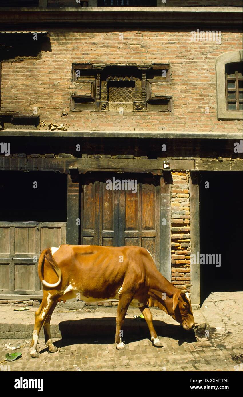 Baktapur, Népal - octobre 1984 Une scène intemporelle dans la ville médiévale de Baktapur, dans la vallée de Katmandou, qui a à peine changé pour mille ans Banque D'Images