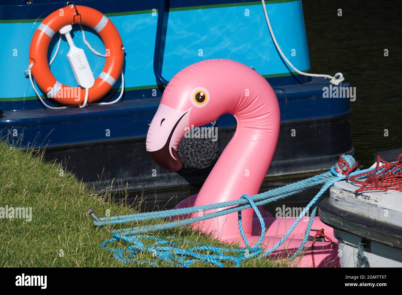 La Tamise à Abingdon, Angleterre - 28 juillet 2020 ; personne, mais un seul Flamingo rose, répondant au nom d'« Eric », est en train de prendre feu. Vous ne le faites pas Banque D'Images