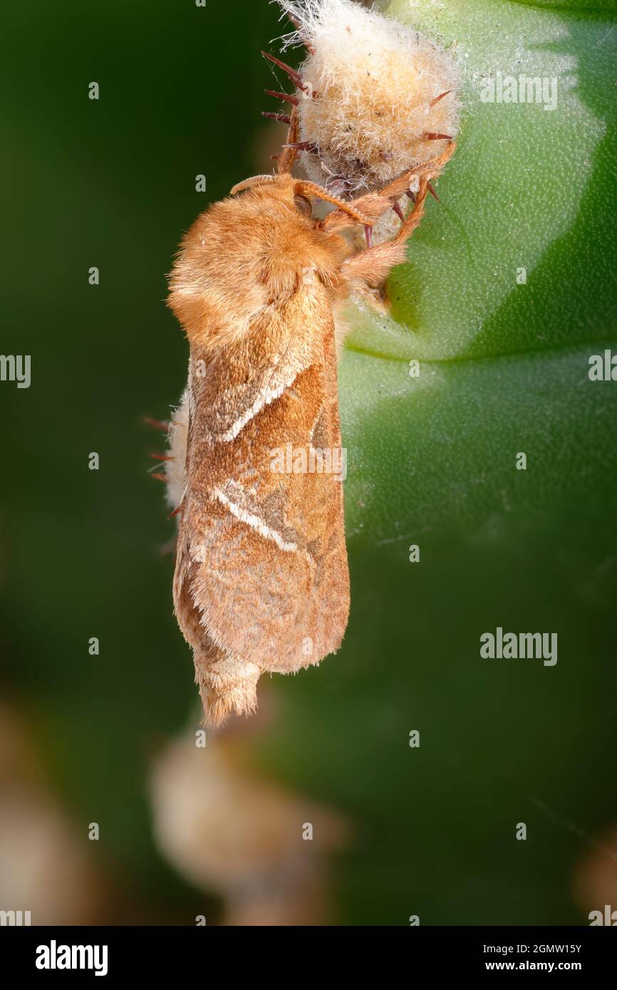 Orange Swift Moth - Hepialus sylvina roosting sur cactus Banque D'Images