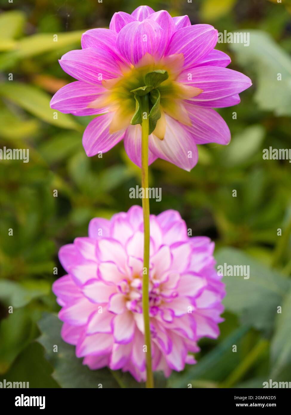 Radley, Oxfordshire, Angleterre - 8 août 2019 Dahlias a présenté un beau spectacle dans notre jardin, à Radley Village Oxfordshire, fin août. Dahlia est un Banque D'Images