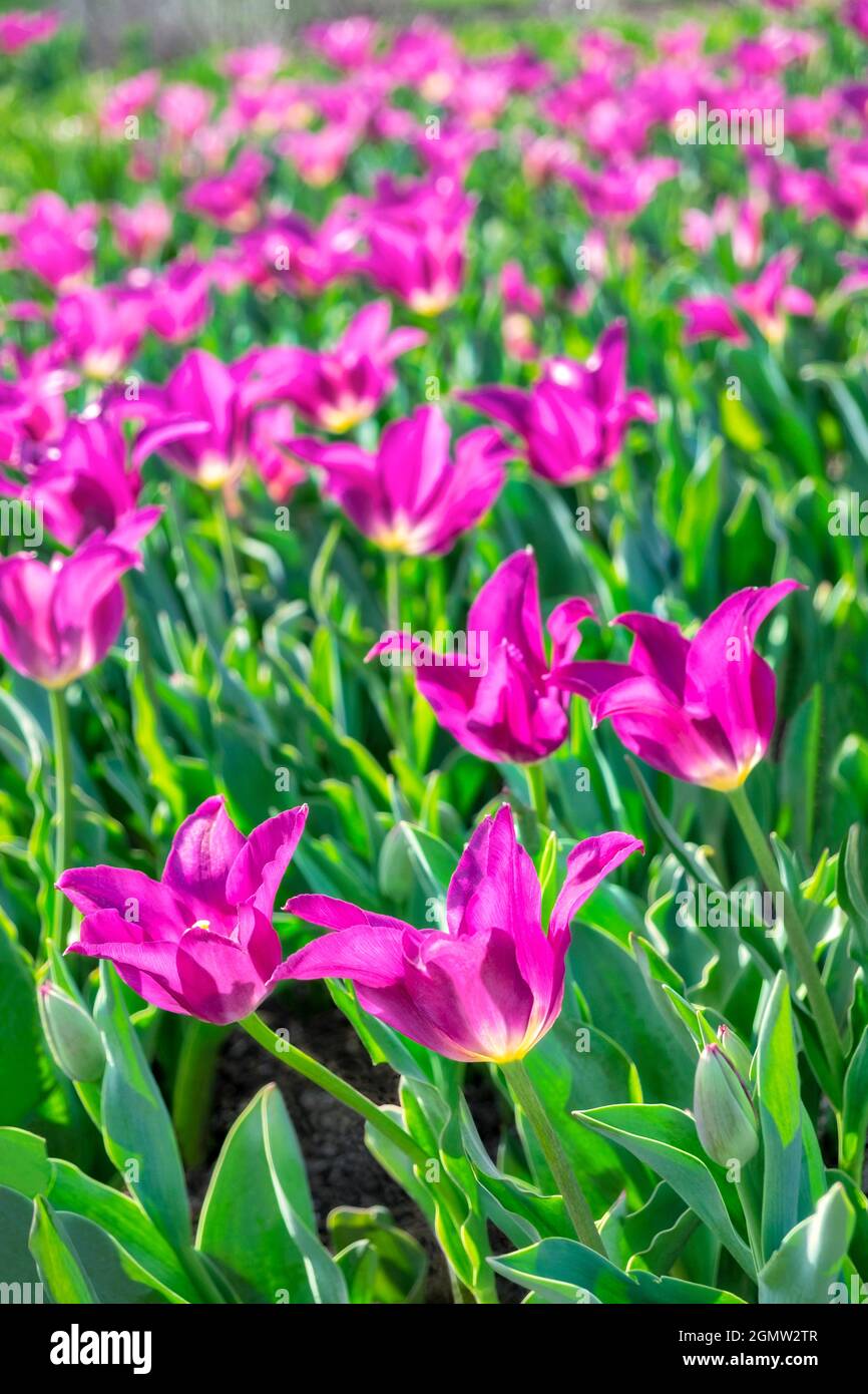 Tulipe à fleurs de Lily, États-Unis Banque D'Images