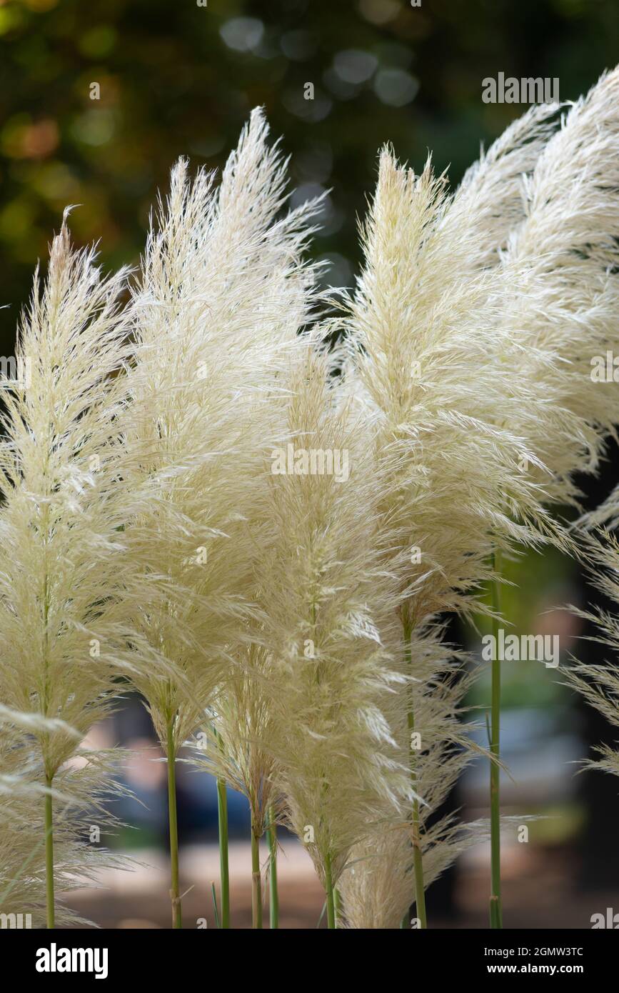 Italie, Lombardie, Pampas Grass, Cortaderia Selloana, originaire de l'Amérique du Sud Banque D'Images