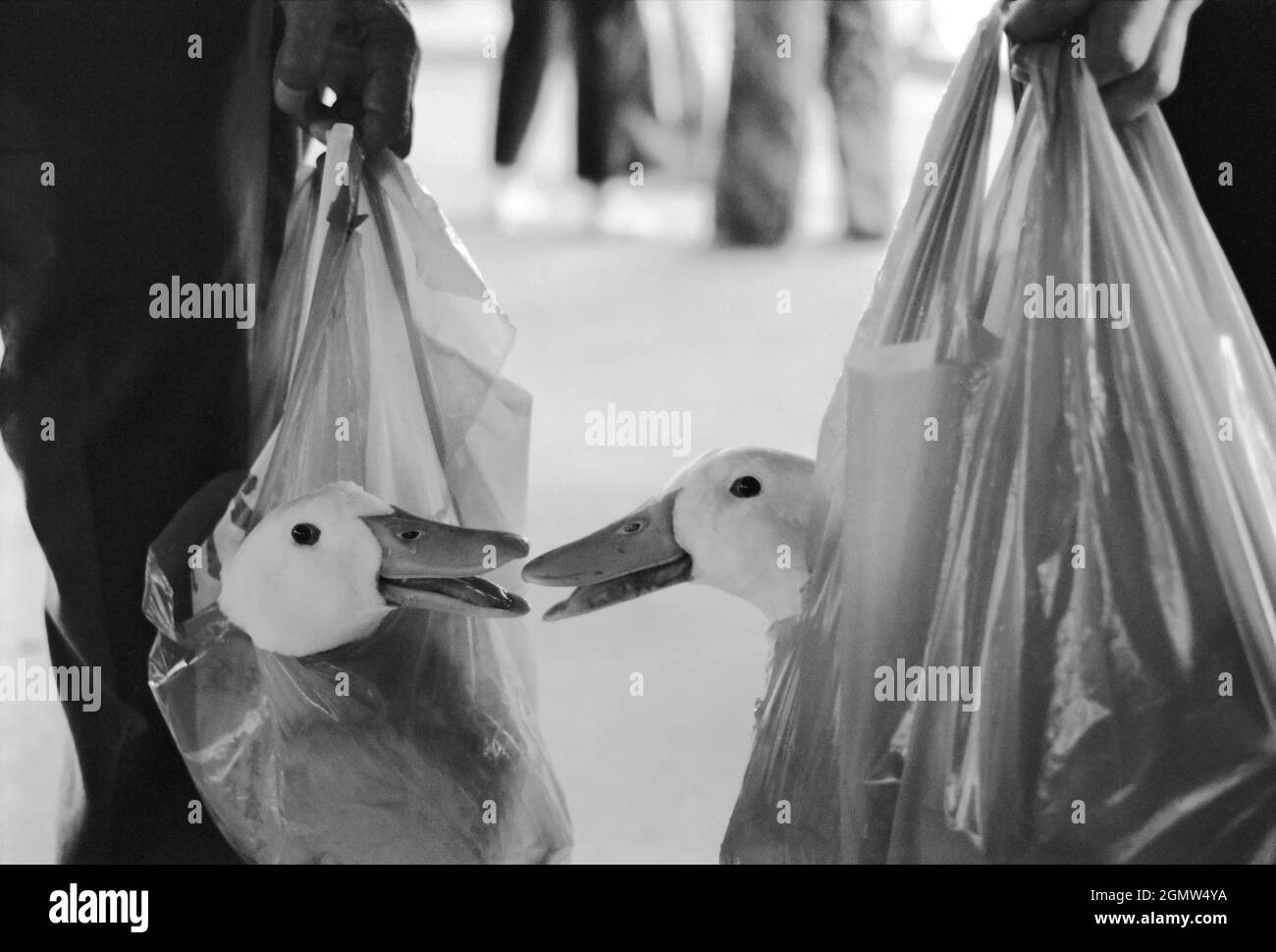 Hong Kong, 1981; ces canards chattés dans des sacs en plastique semblent assez heureux. Mais leur sort est scellé, et ils finiront bientôt dans le pot ou sautés. THA Banque D'Images