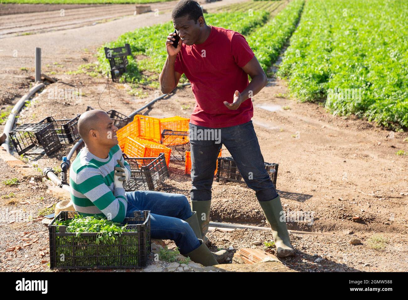 Un jardinier aframéricien troublé utilisant le téléphone pour consulter un professionnel de la santé au sujet de son ami hispanique souffrant de douleurs thoraciques dures à l'extérieur. Banque D'Images