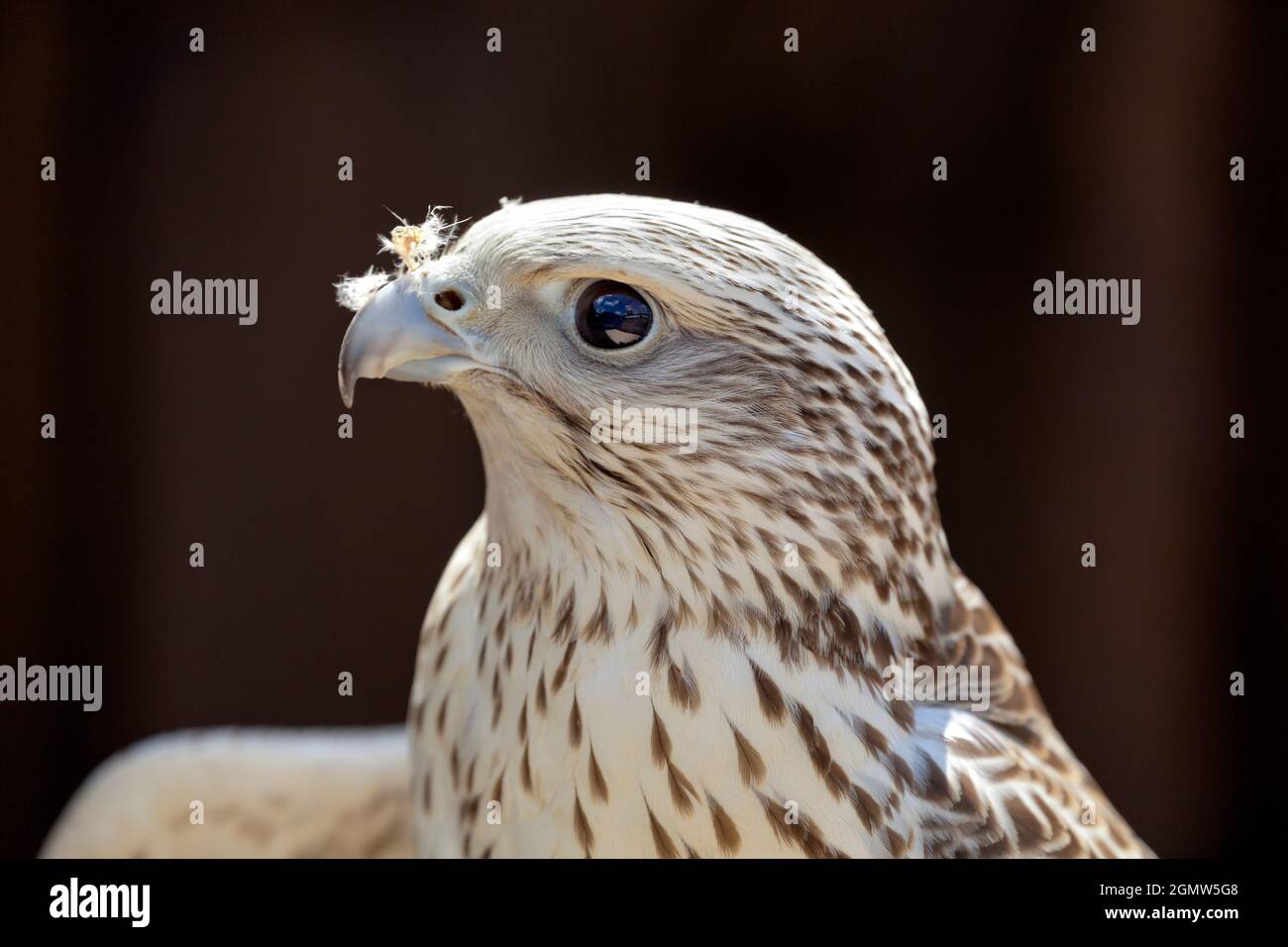 Frilford, Oxfordshire, Royaume-Uni - 2013; magnifique tête d'un rapateur vu dans un Aviary à Frilford, Oxfordshire. Ce féroce compagnon avec beauti Banque D'Images