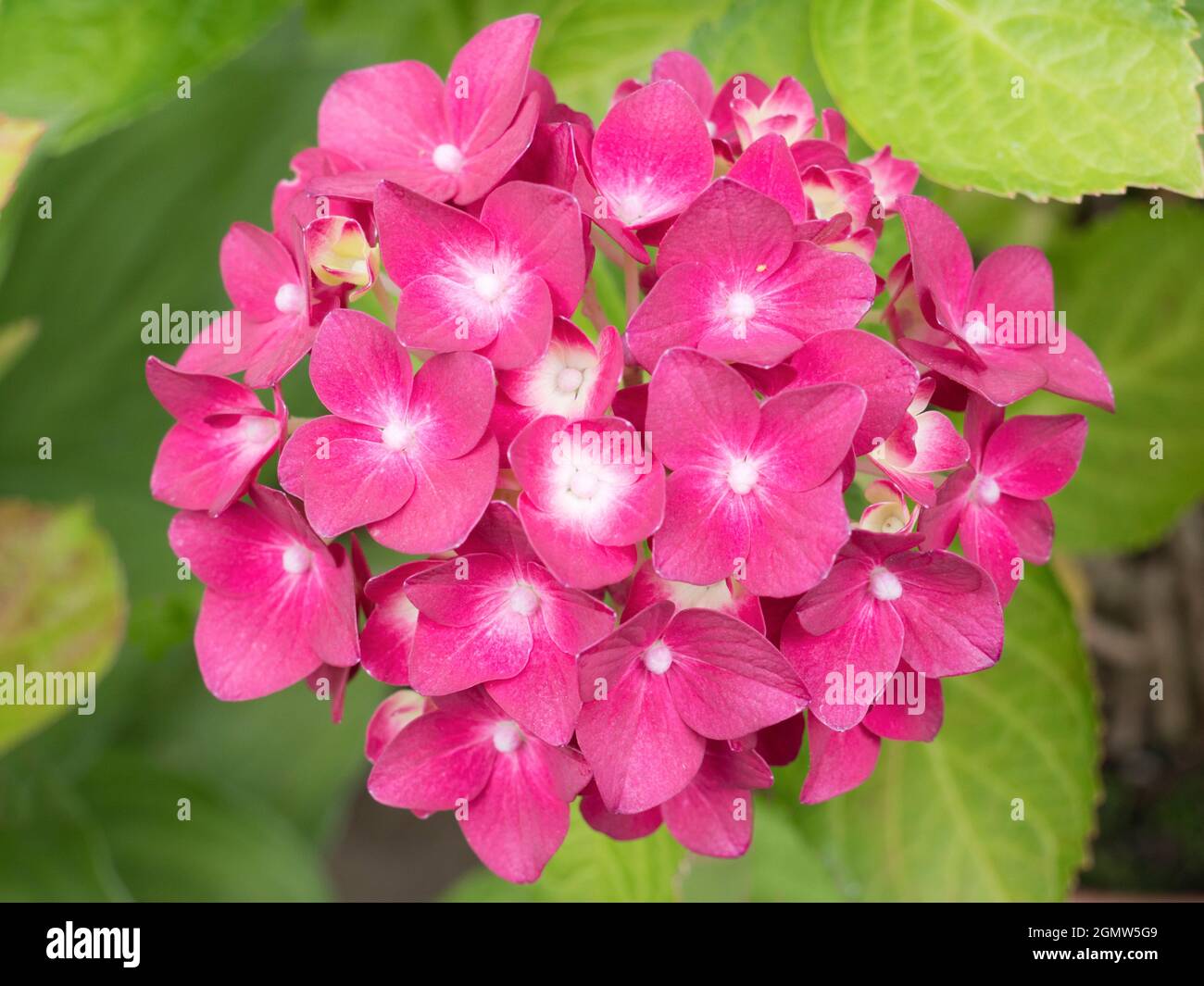 Radley Village, Oxfordshire, Angleterre - 13 juillet 2019 ; Hydrangeas a présenté un beau spectacle dans notre jardin, à Radley Village Oxfordshire, en juillet et août Banque D'Images