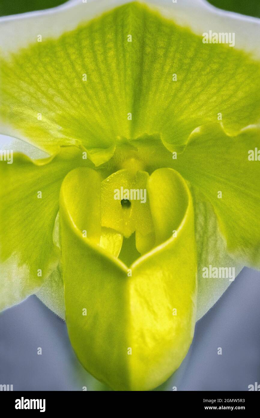 Orchidée tropicale Banque D'Images