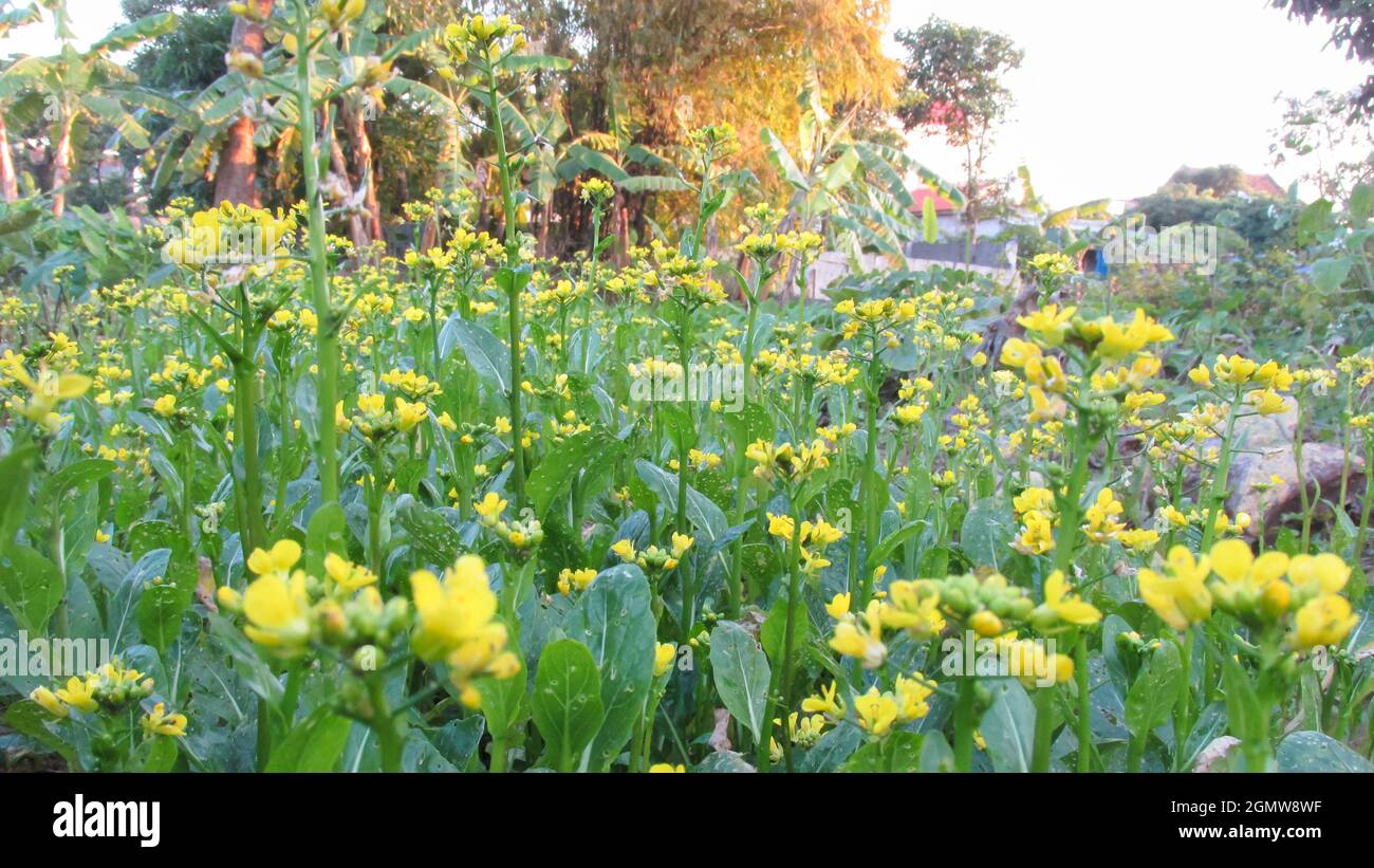 gros plan sur la fleur de moutarde en feuilles qui fleurit dans le jardin Banque D'Images