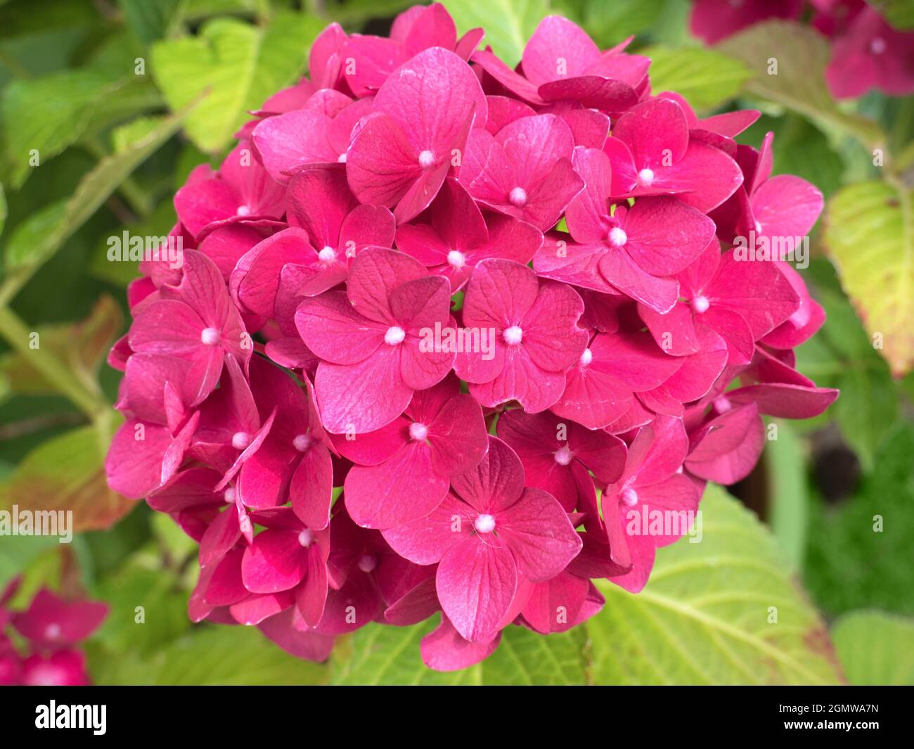 Radley Village, Oxfordshire, Angleterre - 22 juillet 2019 ; Hydrangeas a présenté un beau spectacle dans notre jardin, à Radley Village Oxfordshire, en juillet et août Banque D'Images