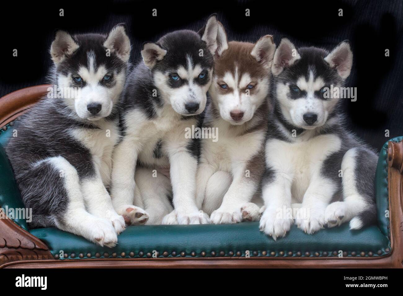 Chiots Husky sibériens sur un canapé. Banque D'Images