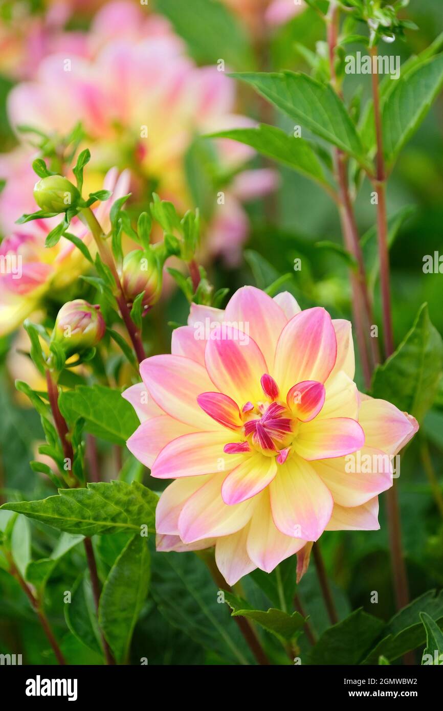 Petites dahlia bicolores aux nénuphars 'Océan Pacifique'. Fleurs avec arrière-plan de feuillage Banque D'Images