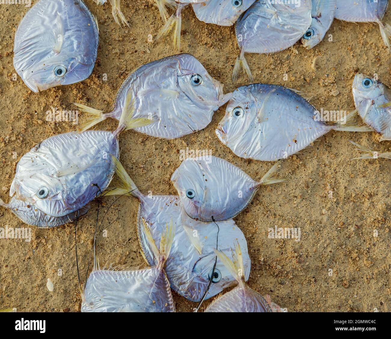 Poisson séchant dans le sable chaud à la plage d'Ada Foah qui est un petit village de pêcheurs au Ghana en Afrique de l'Ouest Banque D'Images