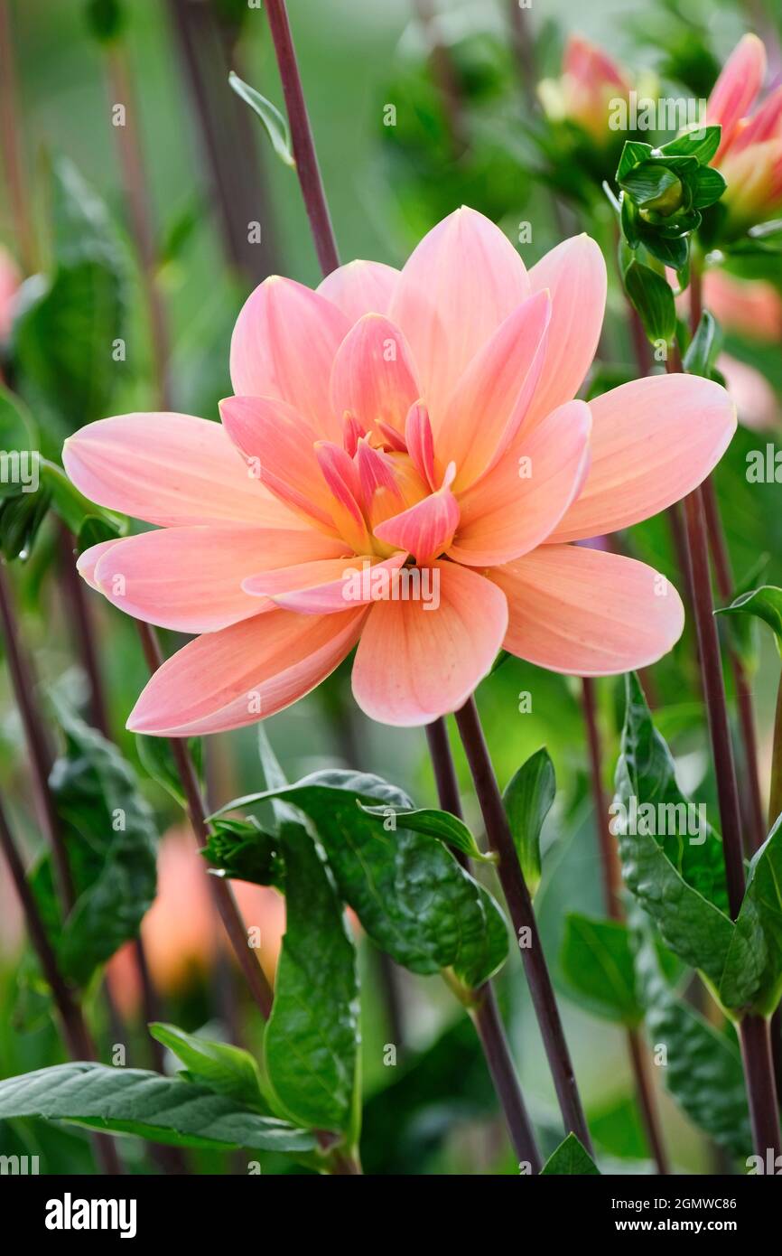 Fleur de couleur abricot avec stries jaune pâle traversant les pétales. Aquarelle Dahlia « Monsieur Frans » Banque D'Images