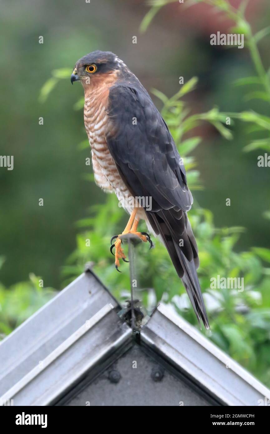 Blanche eurasienne (Accipiter nisus) Banque D'Images