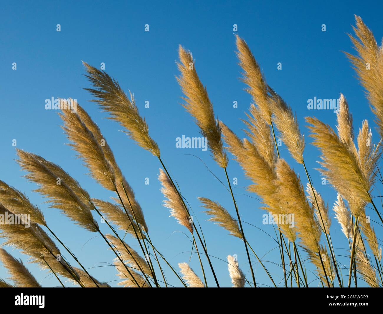 Radley Village, Oxfordshire, Angleterre - 26 août 2020 ; personne en vue. Il n'est pas surprenant que l'herbe de Pampas - ou Cortaderia selloana, de lui donner son corr Banque D'Images