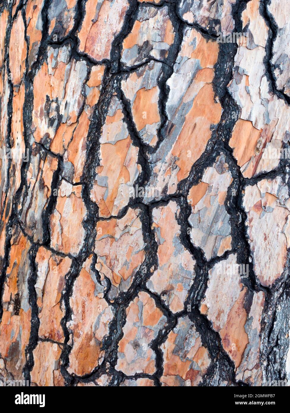 Taormina, Sicile, Italie - 20 septembre 2019 en raison de son climat subtropical, de sa topographie variée et de nombreux microclimats, la Sicile abrite une large gamme o Banque D'Images