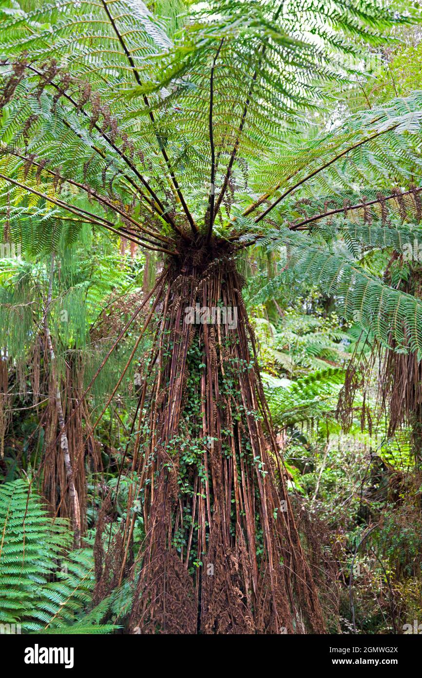 South Island of New Zealand - 19 mai 2012 Géologie isolée du reste de la planète pendant des millions d'années, la Nouvelle-Zélande abrite beaucoup d'uniq Banque D'Images