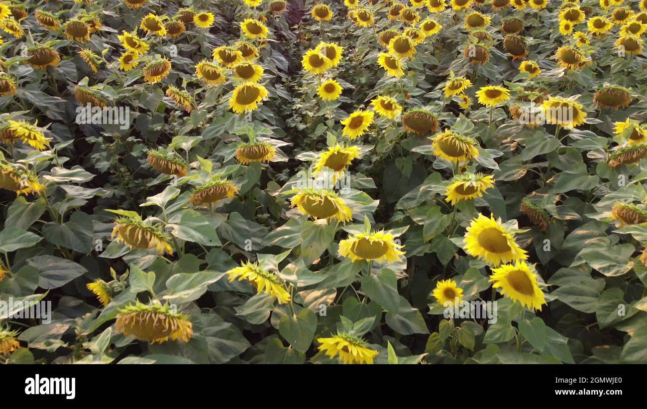 Tournesol en fleur dans le domaine de l'agriculture Banque D'Images