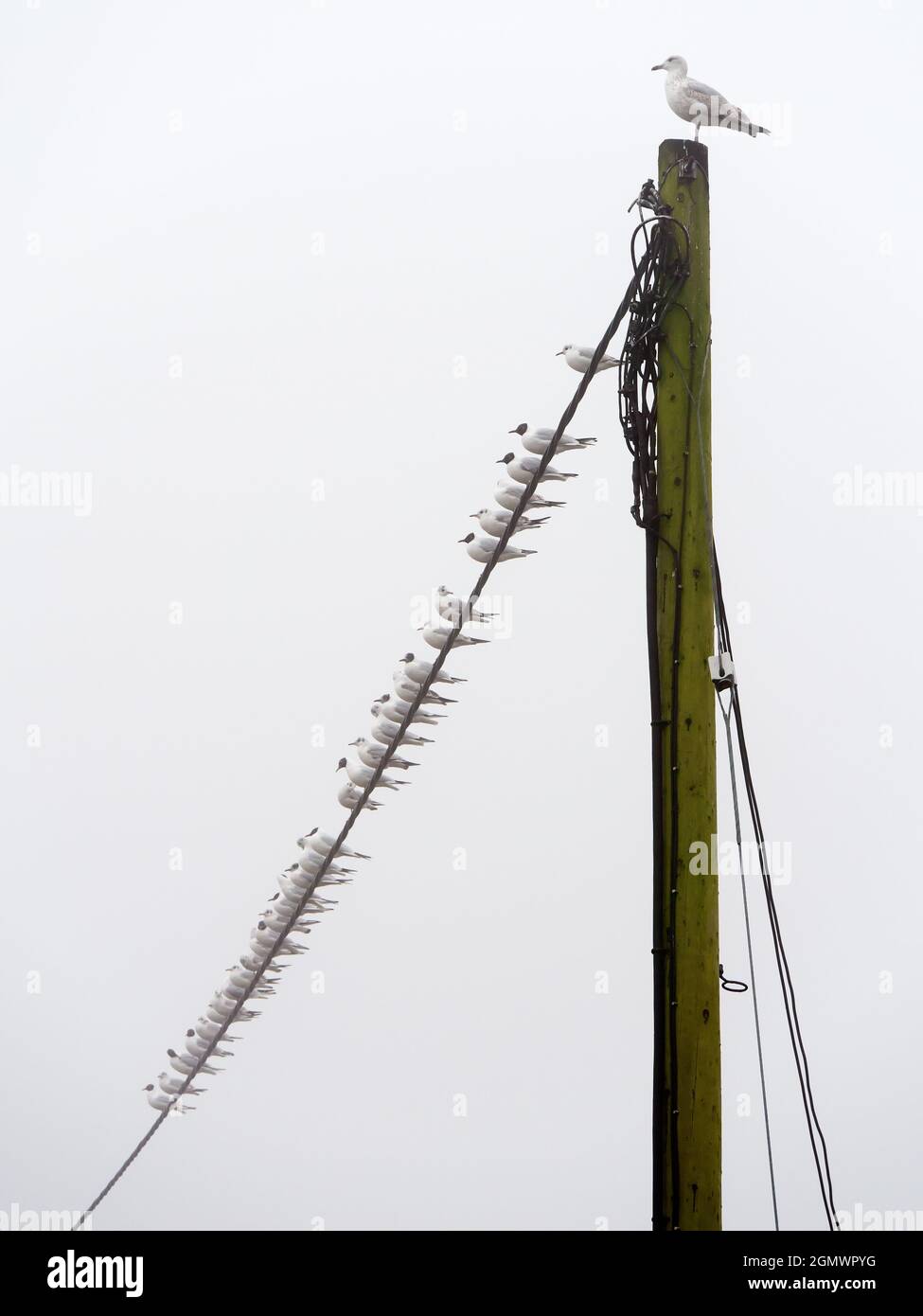 C'est un matin de printemps brumeux à St Helen's Wharf sur la Tamise à Abingdon, en Angleterre. Et cette ligne de goélands attend quelque chose à faire. Banque D'Images