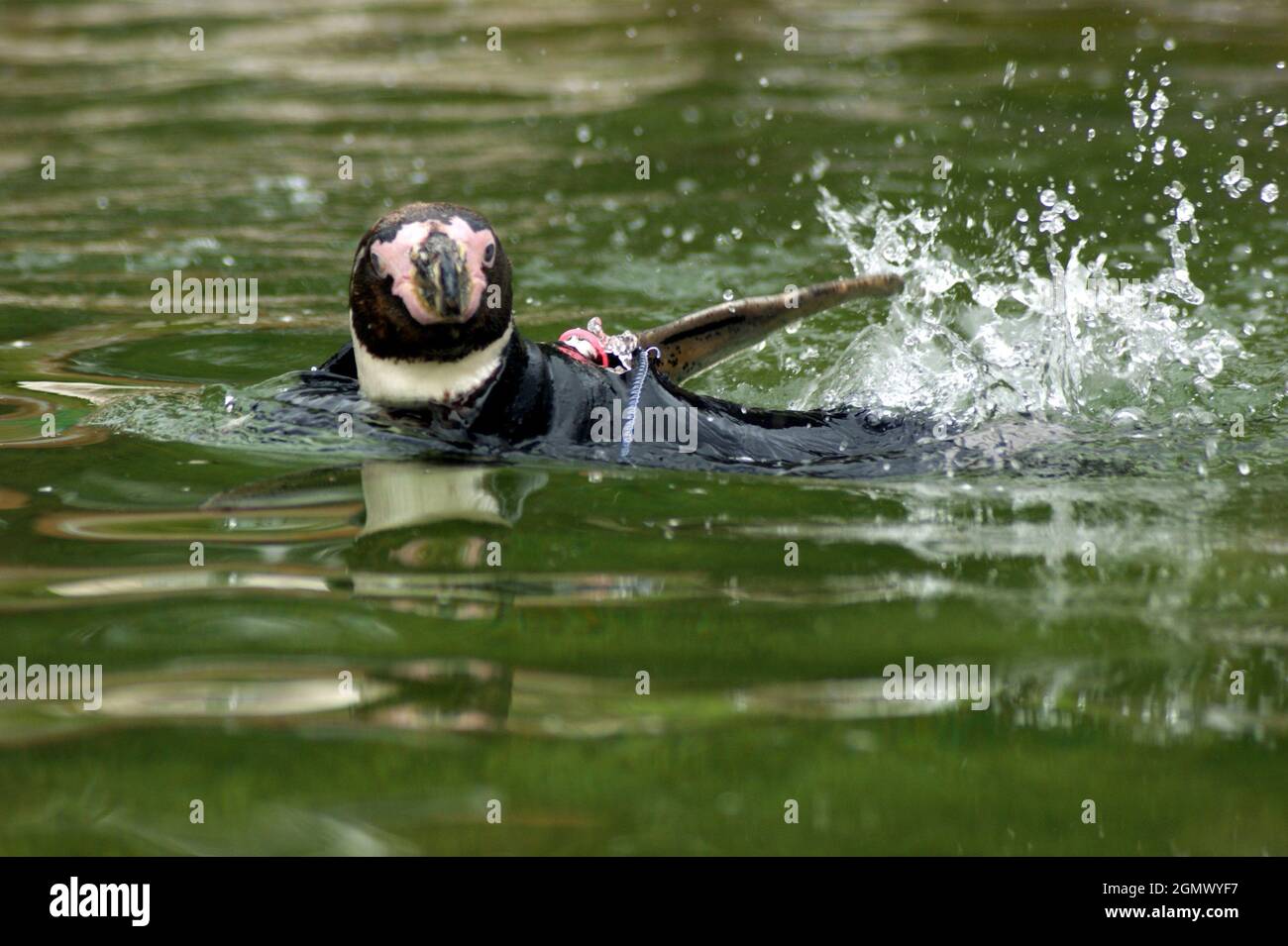 RALPH LE PENGUIN CHAUVE DANS SA COMBINAISON DE DESIGNER AU PARC ZOOLOGIQUE MARWELL, WINCHESTER, HANTS PIC MIKE WALKER. 2009 Banque D'Images