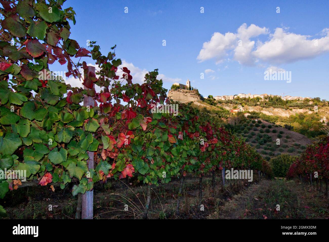 Vignes, Paysage, Offida, Ascoli Piceno, Marche, Italie, Europe Banque D'Images