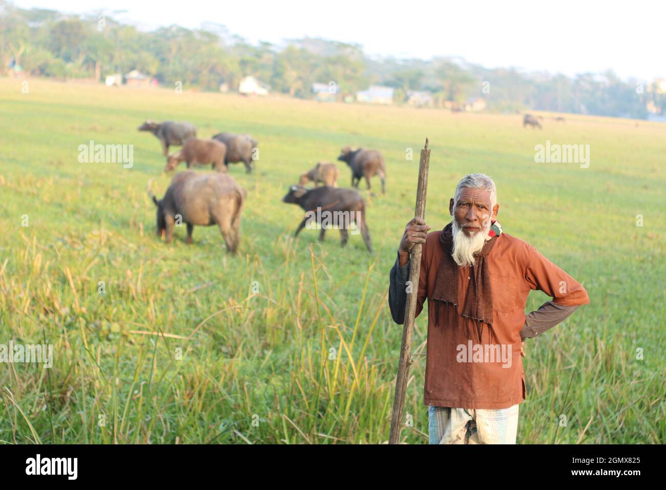 06 janvier 2020, Barguna, Bangladesh. Un fermier manne un buffle dans le champ Banque D'Images