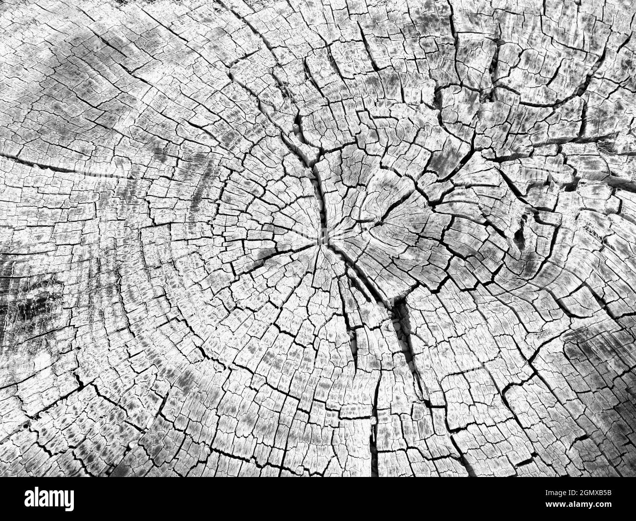 Lac Titicaca, Bolivie - 18 mai 2018 Une belle souche d'arbre sur Isla del sol, le lac Titicaca (côté bolivien) fait pour un fascinant composi abstrait Banque D'Images