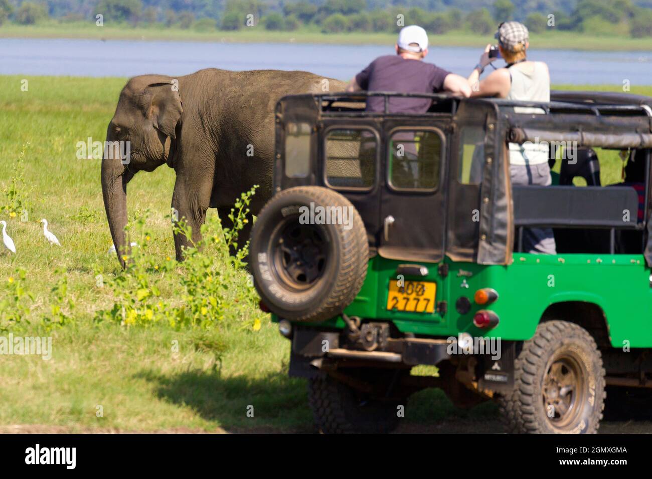 Parc national de Yala - Sri Lanka - 14 février 2014; le parc national de Yala est une grande réserve d'animaux sauvages dans le sud-est du Sri Lanka, des lagons bordant l'Indien Banque D'Images