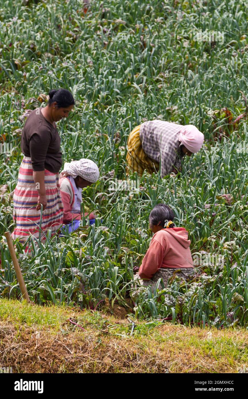 Centre du Sri Lanka - 14 février 2013 situé au sommet d'une colline dans la province centrale du Sri Lanka, Nuwara Eliya est une plantation de thé, bien que le thé fac Banque D'Images