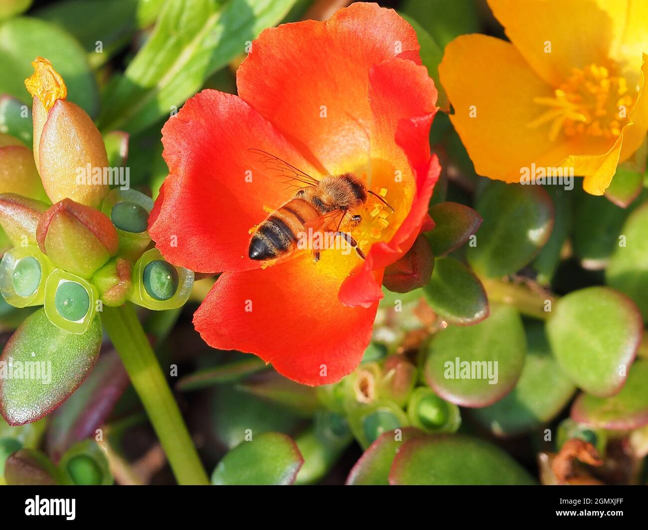 petite fleur rouge avec abeille centrale jaune au centre Photo Stock - Alamy
