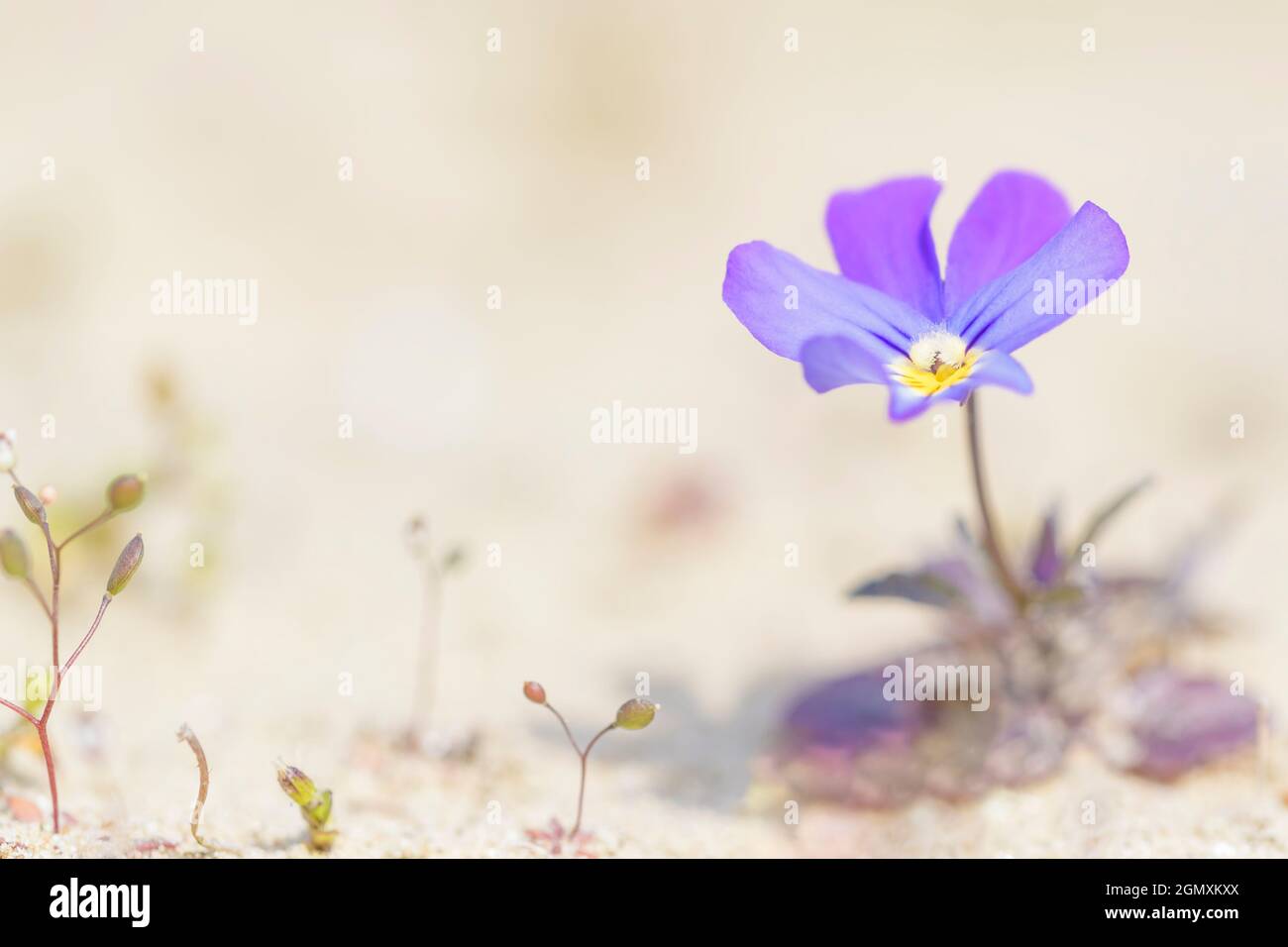 Chien commun violet (Viola riviniana) gros plan avec faible profondeur de champ, pays-Bas. Banque D'Images