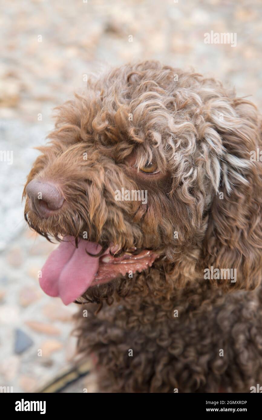 Gros plan sur le chien d'eau espagnol Banque D'Images