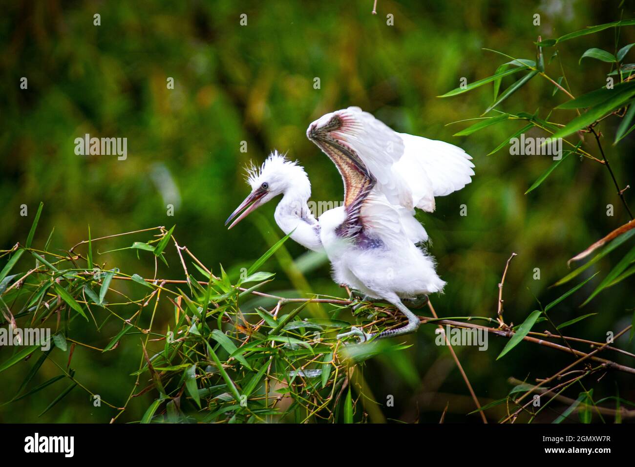 Parc de stockage Bang Lang dans la ville de CAN Tho au sud du Vietnam Photo  Stock - Alamy