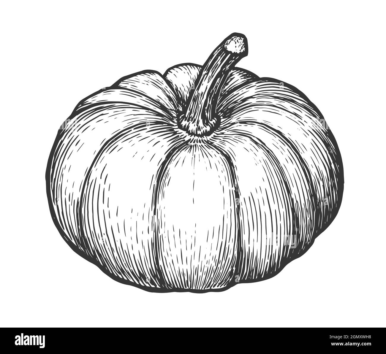 Citrouille isolée sur fond blanc. Automne légume dessin à la main dessin vectoriel illustration gravée Illustration de Vecteur