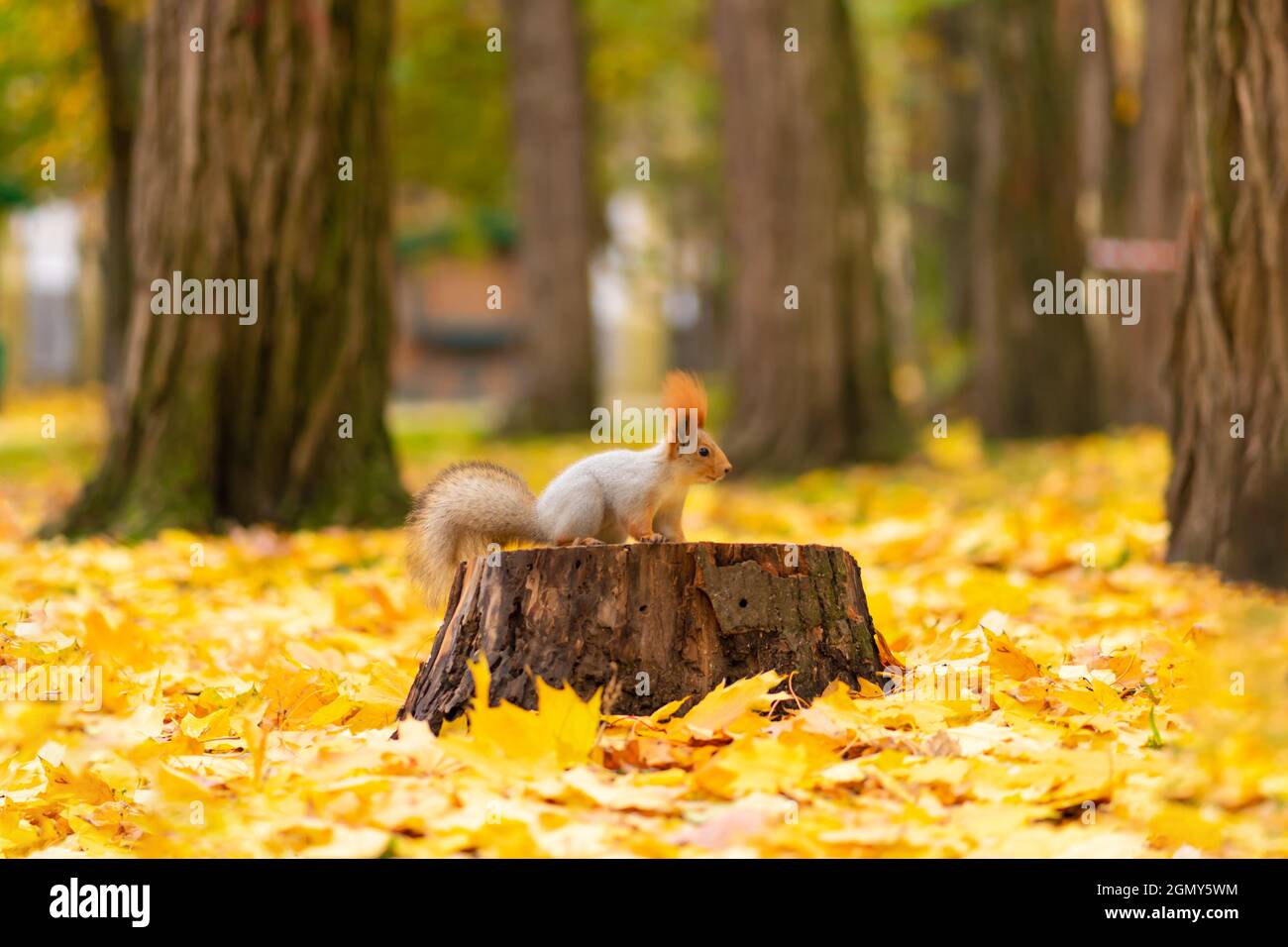 Un bel écureuil moelleux est à la recherche de nourriture parmi les feuilles jaunes tombées en automne dans un parc de la ville. Banque D'Images