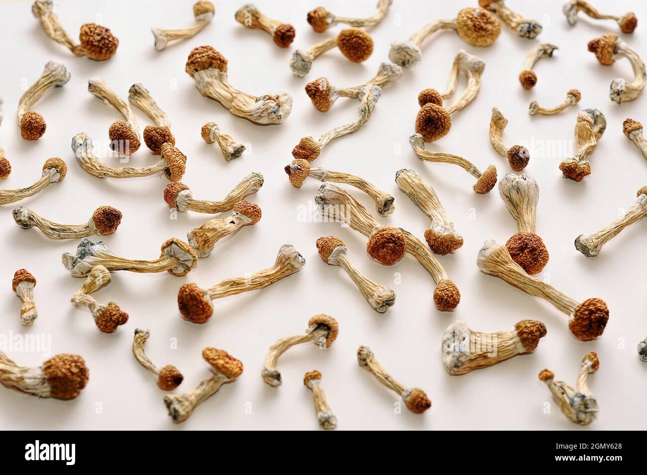 Concept de microdosage. Sécher les champignons psilocybine sur fond blanc. Psychédélique, hallucinant, champignon magique. Usage médical. Banque D'Images