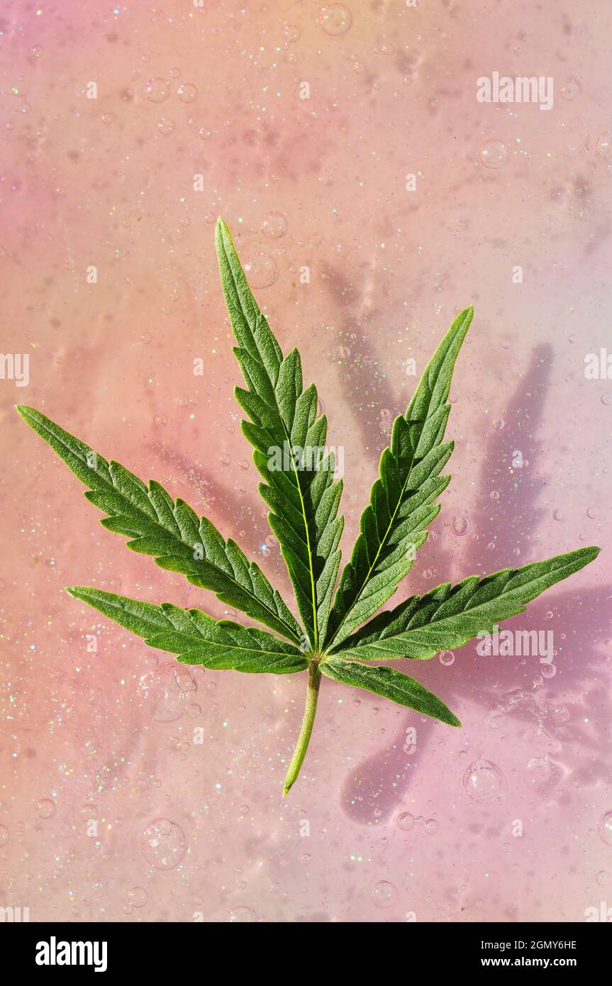 Feuille de cannabis, plante de marijuana sur fond rose vif et coloré. Expérience psychédélique. Conscience cosmique, voyage magique. Légaliser le concept. Banque D'Images