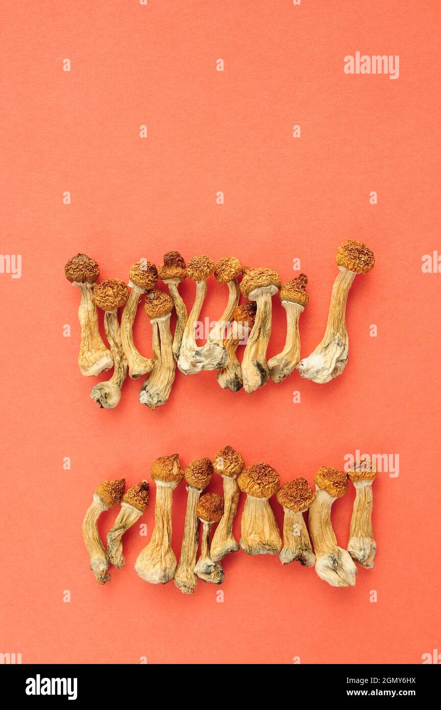 Psilocybe cubensis séché sur fond rouge, plat. Les champignons de psilocybine, viennent du froid. Magic shrooms Golden Teacher, expérience spirituelle. Banque D'Images