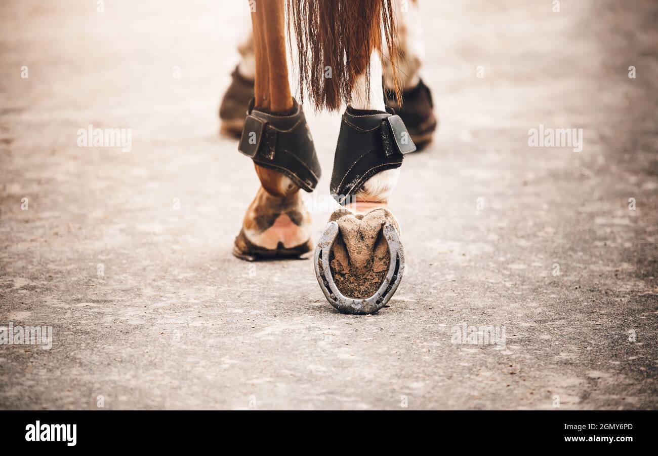 Un cheval d'ostrére avec une longue queue marche le long de la route, en marche avec des sabots en métal sur l'asphalte par une journée brillante. Sports équestres. Équitation. Banque D'Images